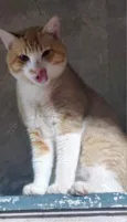 Amarelo