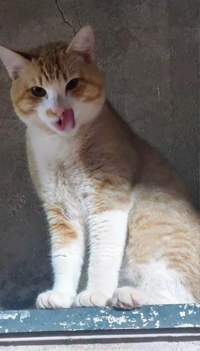 Gato ra a SRD-ViraLata idade 7 a 11 meses nome Amarelo