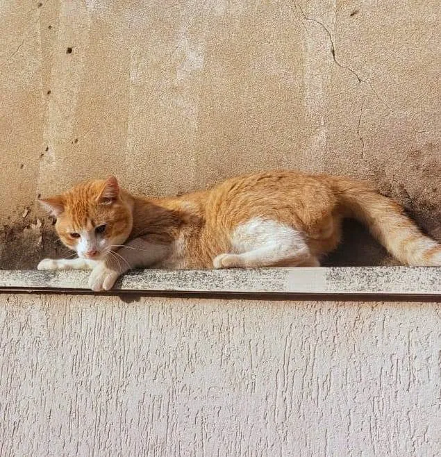 Gato ra a SRD-ViraLata idade 7 a 11 meses nome Amarelo