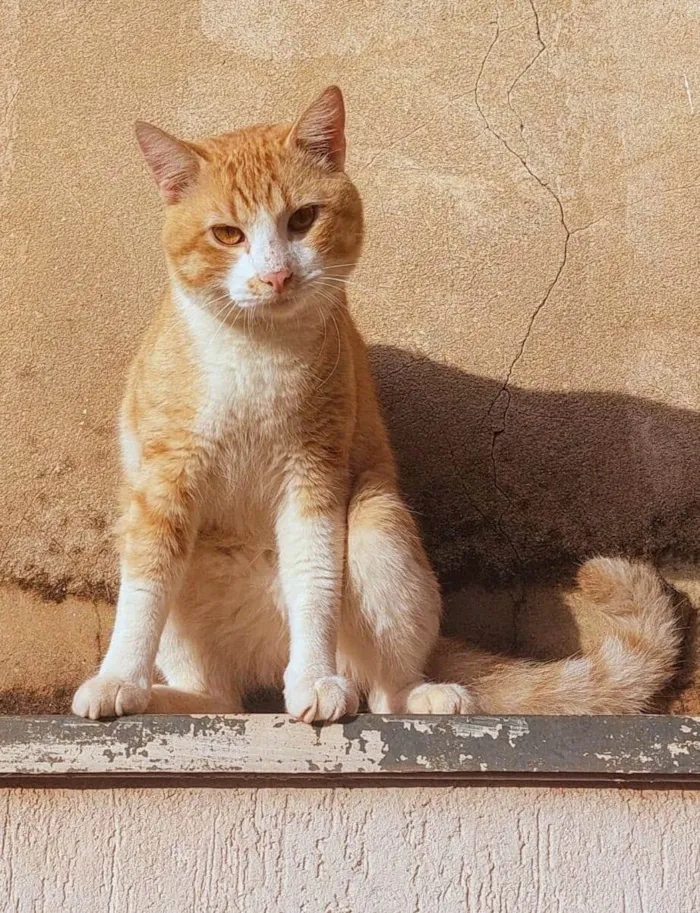Gato ra a SRD-ViraLata idade 7 a 11 meses nome Amarelo