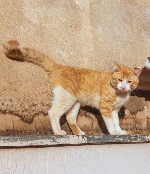 Gato ra a SRD-ViraLata idade 7 a 11 meses nome Amarelo