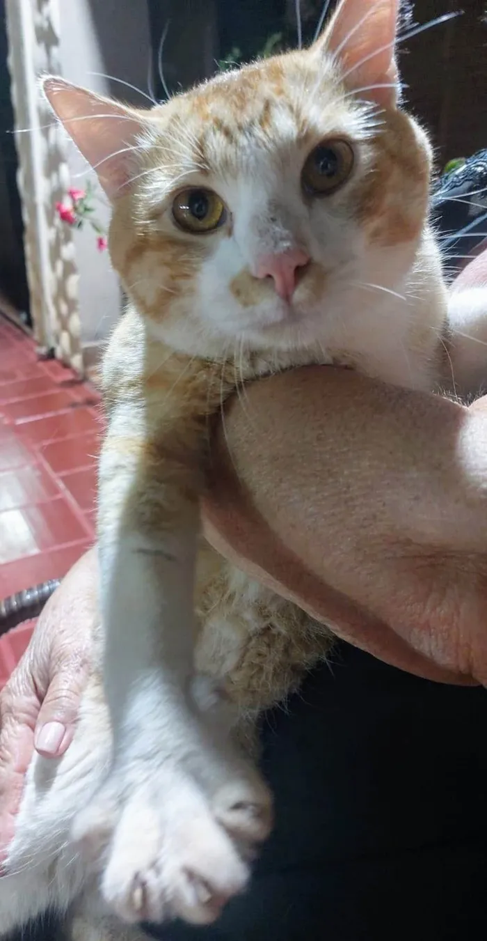Gato ra a SRD-ViraLata idade 7 a 11 meses nome Amarelo