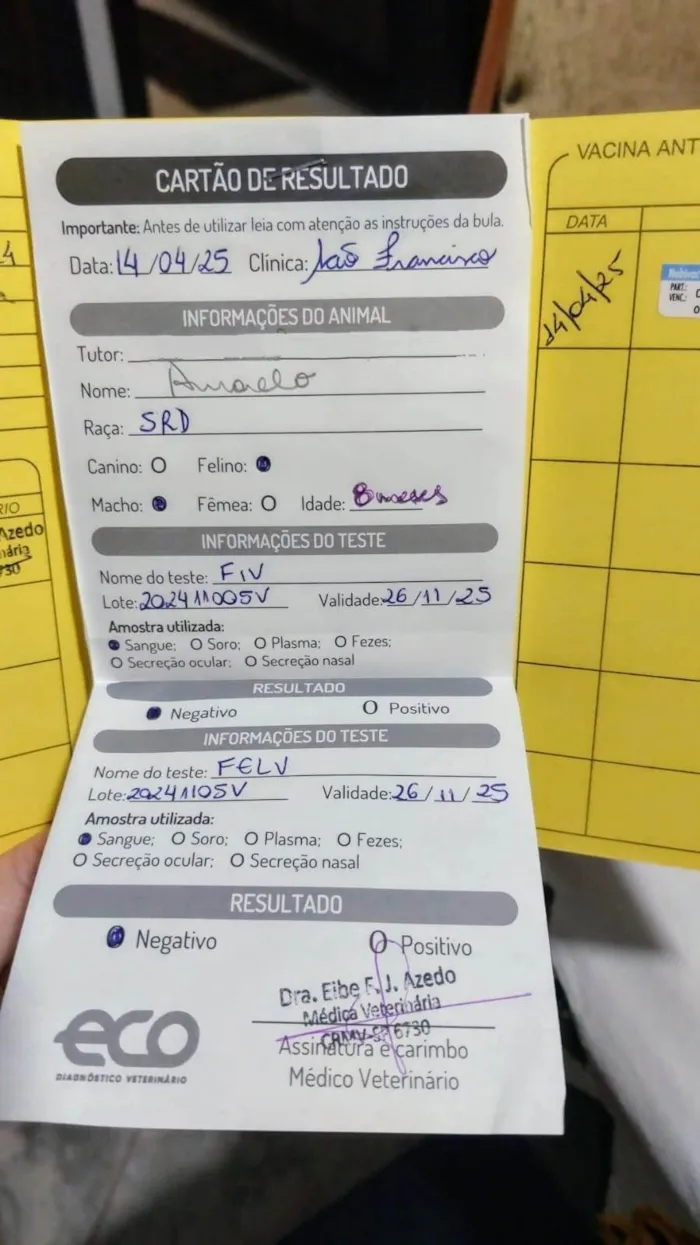 Gato ra a SRD-ViraLata idade 7 a 11 meses nome Amarelo