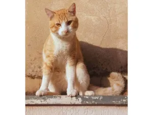 Gato raça SRD-ViraLata idade 7 a 11 meses nome Amarelo