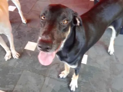 Cachorro raça SRD-ViraLata idade 1 ano nome Negão 