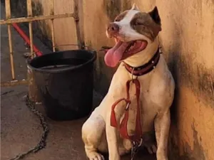 Cachorro raça Pit-Bull idade 2 anos nome Majin boo