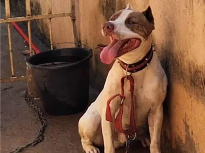Cachorro raça Pit-Bull idade 2 anos nome Majin boo