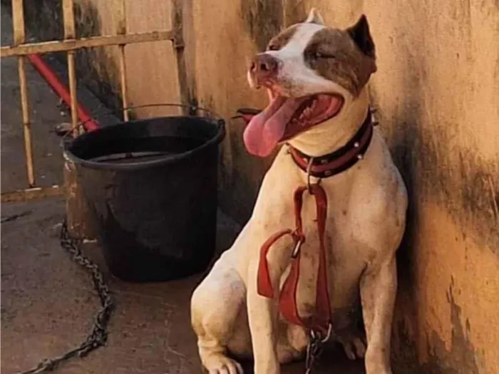 Cachorro ra a Pit-Bull idade 2 anos nome Majin boo