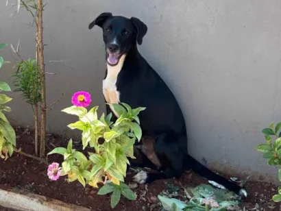 Cachorro raça SRD-ViraLata idade 2 a 6 meses nome Maria Eduarda