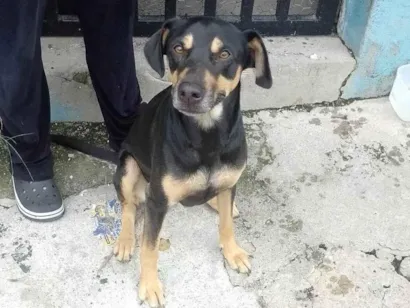Cachorro raça SRD-ViraLata idade 1 ano nome Neguinha