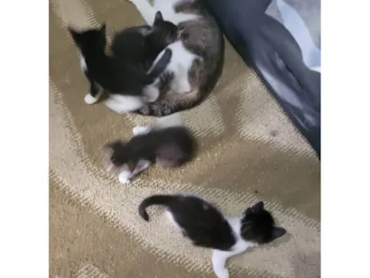 Gato raça SRD-ViraLata idade Abaixo de 2 meses nome Não tem ainda