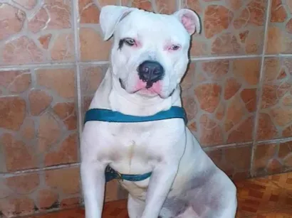Cachorro raça Pit-Bull idade 2 a 6 meses nome Thor