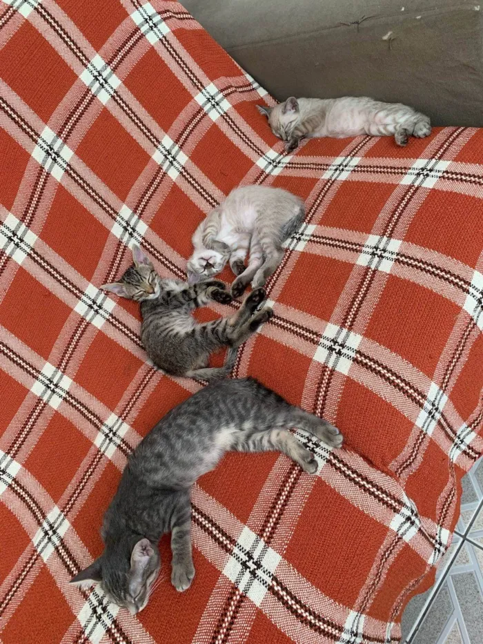 Gato ra a SRD-ViraLata idade 2 a 6 meses nome 4 machos 