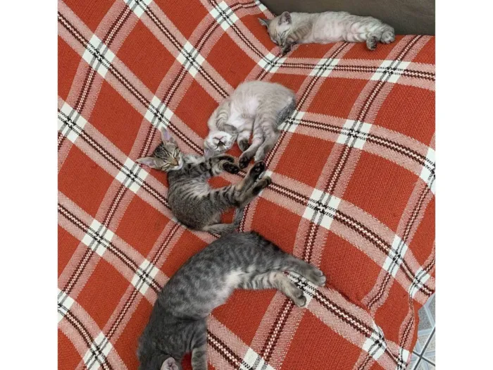 Gato ra a SRD-ViraLata idade 2 a 6 meses nome 4 machos 