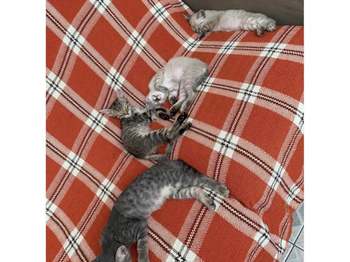 Gato ra a SRD-ViraLata idade 2 a 6 meses nome 4 machos 