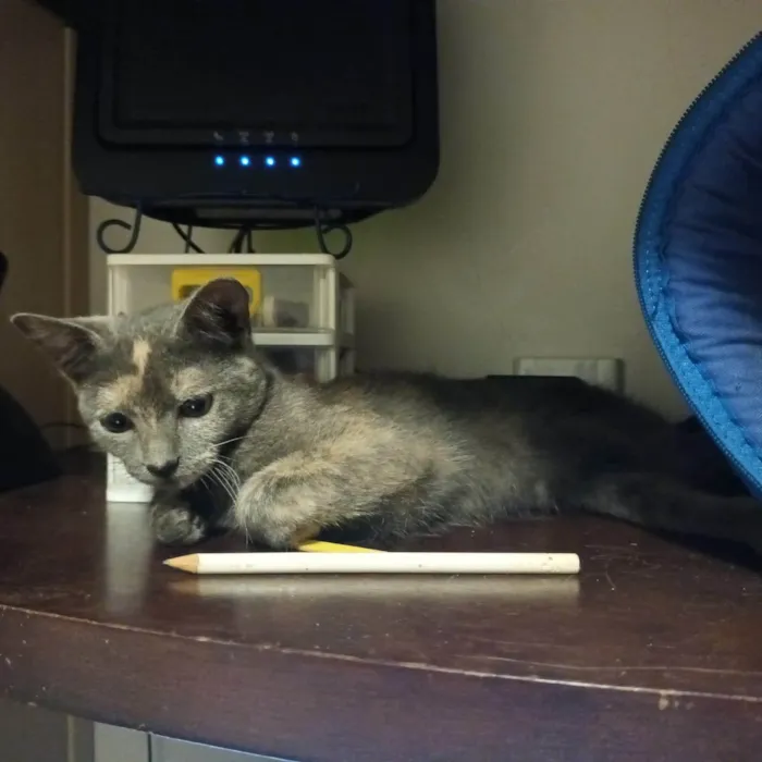 Gato ra a SRD-ViraLata idade 2 a 6 meses nome Mina