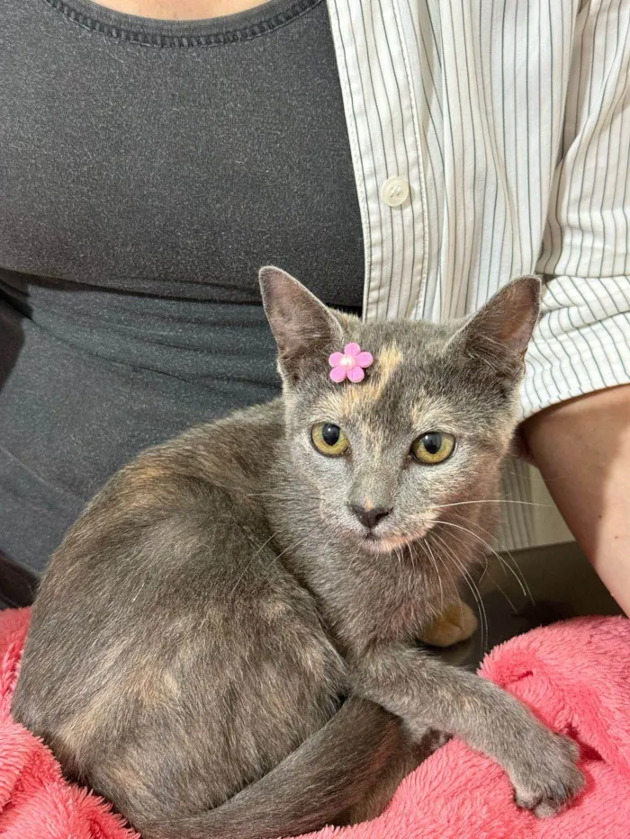 Gato ra a SRD-ViraLata idade 2 a 6 meses nome Mina