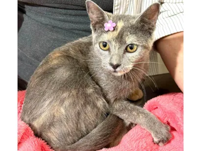 Gato raça SRD-ViraLata idade 2 a 6 meses nome Mina