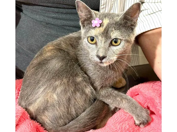 Gato ra a SRD-ViraLata idade 2 a 6 meses nome Mina
