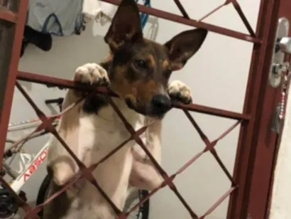 Cachorro raça SRD-ViraLata idade 7 a 11 meses nome Titã