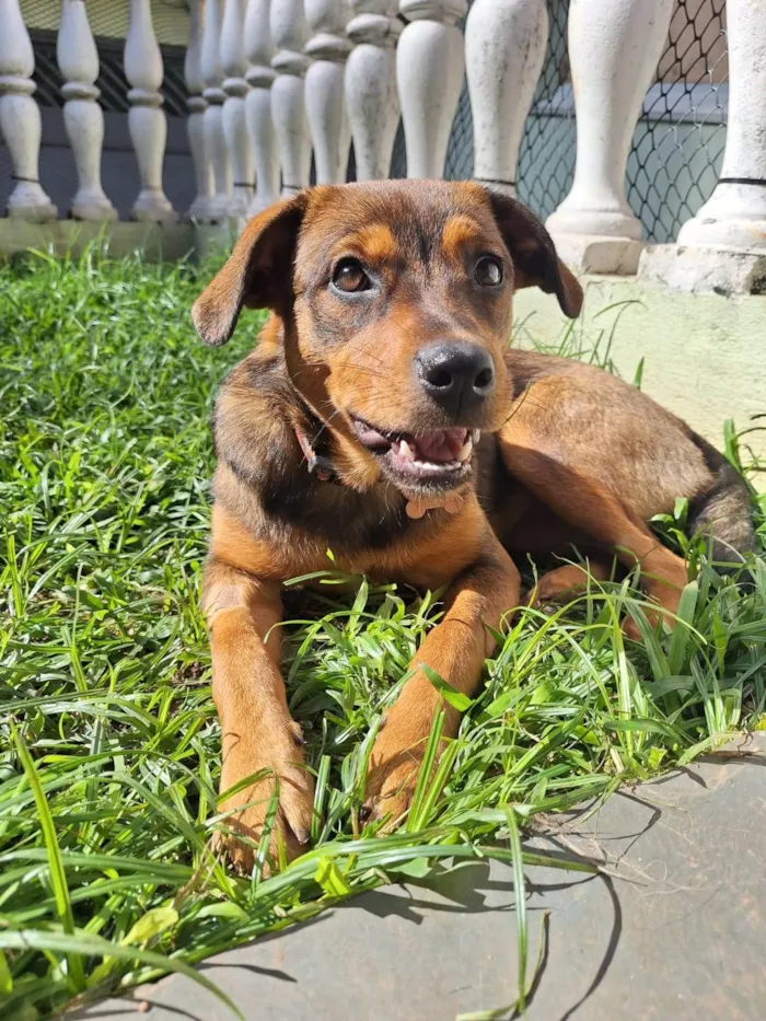 Cachorro ra a SRD-ViraLata idade 2 a 6 meses nome Jozi