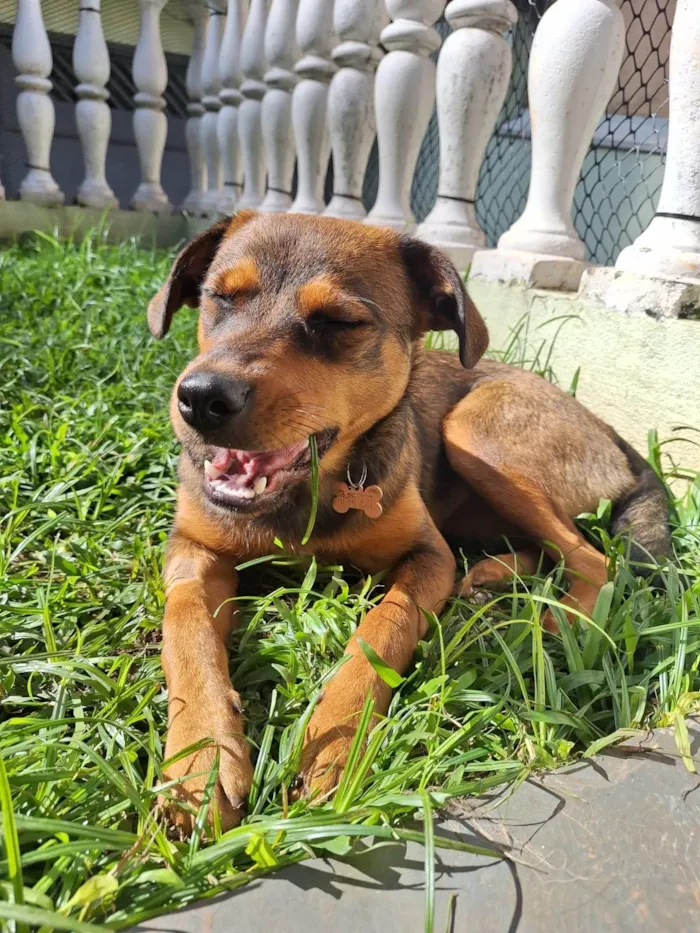 Cachorro ra a SRD-ViraLata idade 2 a 6 meses nome Jozi