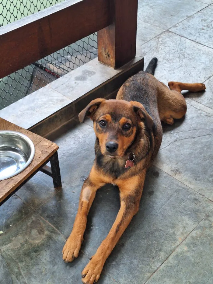 Cachorro ra a SRD-ViraLata idade 2 a 6 meses nome Jozi