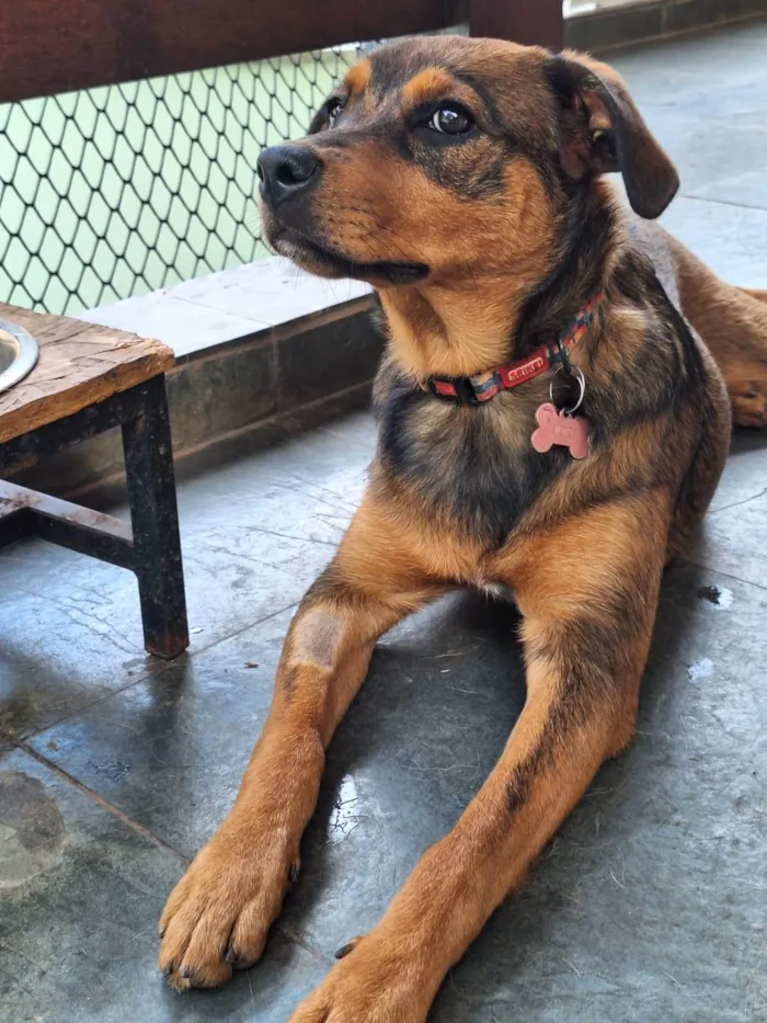 Cachorro ra a SRD-ViraLata idade 2 a 6 meses nome Jozi