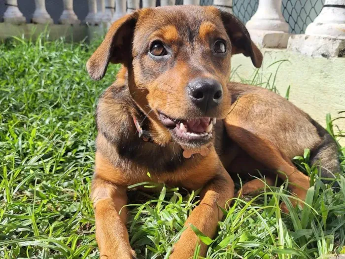 Cachorro ra a SRD-ViraLata idade 2 a 6 meses nome Jozi
