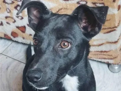 Cachorro raça SRD-ViraLata idade 7 a 11 meses nome Luna