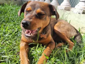 Cachorro raça SRD-ViraLata idade 2 a 6 meses nome Jozi