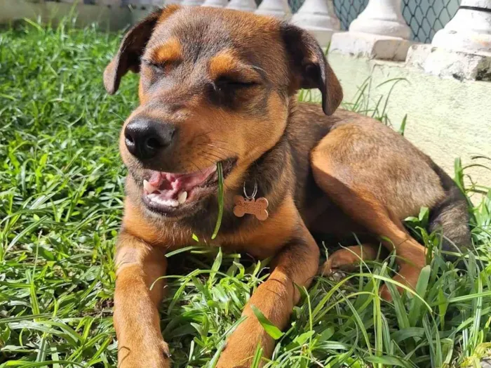 Cachorro ra a SRD-ViraLata idade 2 a 6 meses nome Jozi