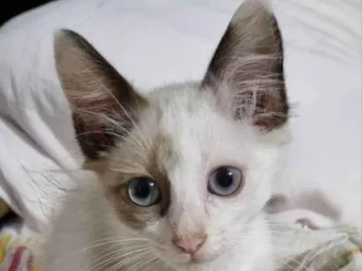 Gato raça SRD-ViraLata idade Abaixo de 2 meses nome GATINHOS