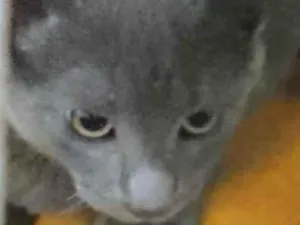 Gato raça SRD-ViraLata idade 2 a 6 meses nome SKY 