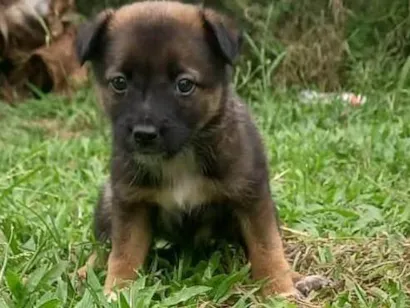 Cachorro raça Pastor Alemão idade 2 a 6 meses nome THAIS GOMES SILVA