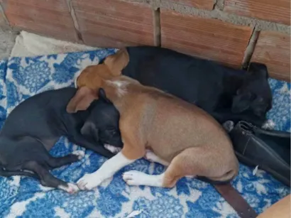 Cachorro raça SRD-ViraLata idade Abaixo de 2 meses nome Não tem nome ,são recém nascidos 