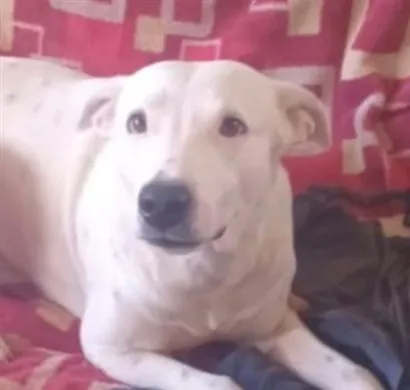 Cachorro raça SRD-ViraLata idade 2 anos nome Branquinho 