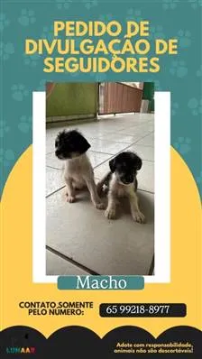 Cachorro raça SRD-ViraLata idade Abaixo de 2 meses nome Jack