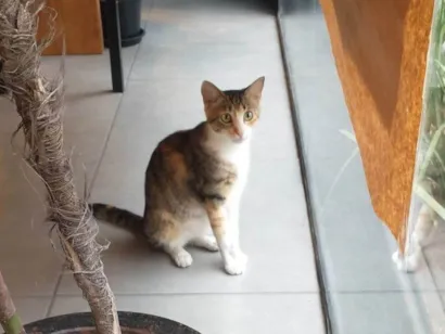 Gato raça SRD-ViraLata idade 2 a 6 meses nome Gatinha