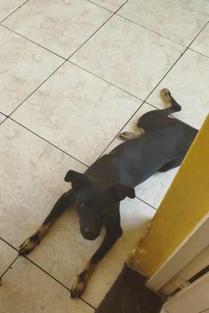 Cachorro raça SRD-ViraLata idade 1 ano nome Rex