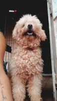 Romeu