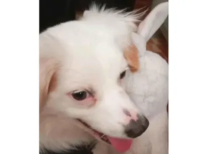 Cachorro raça SRD-ViraLata idade 1 ano nome Zaion