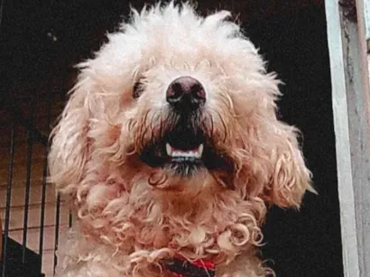 Cachorro raça Poodle idade 6 ou mais anos nome Romeu