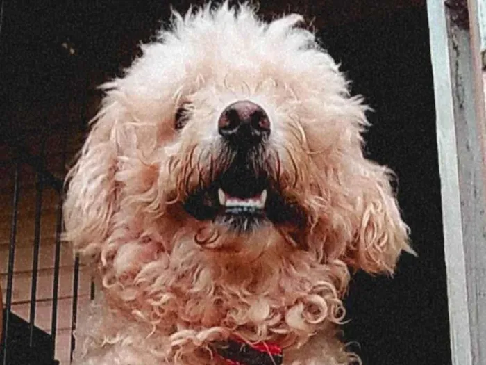 Cachorro ra a Poodle idade 6 ou mais anos nome Romeu