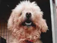 Romeu