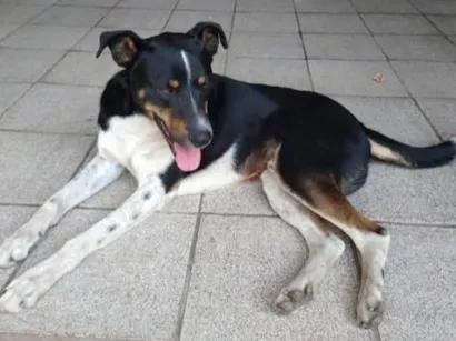 Cachorro raça SRD-ViraLata idade 2 anos nome Preto