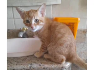 Gato raça SRD-ViraLata idade 2 a 6 meses nome Lily e Phil