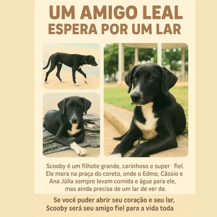 Cachorro ra a SRD-ViraLata idade 2 a 6 meses nome Scoob