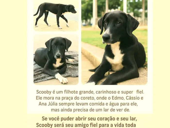 Cachorro ra a SRD-ViraLata idade 2 a 6 meses nome Scoob