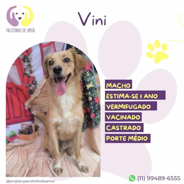 Cachorro ra a SRD-ViraLata idade 1 ano nome Vini